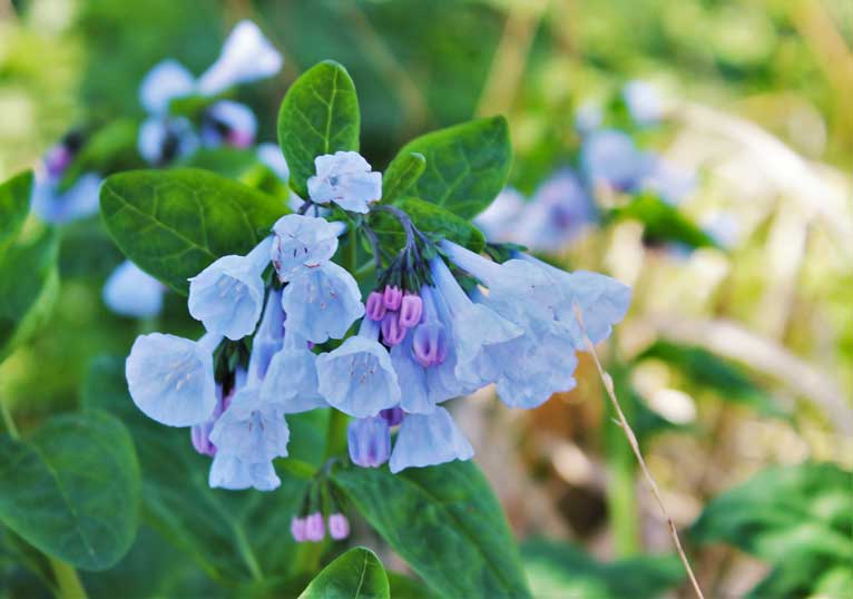 Bluebells