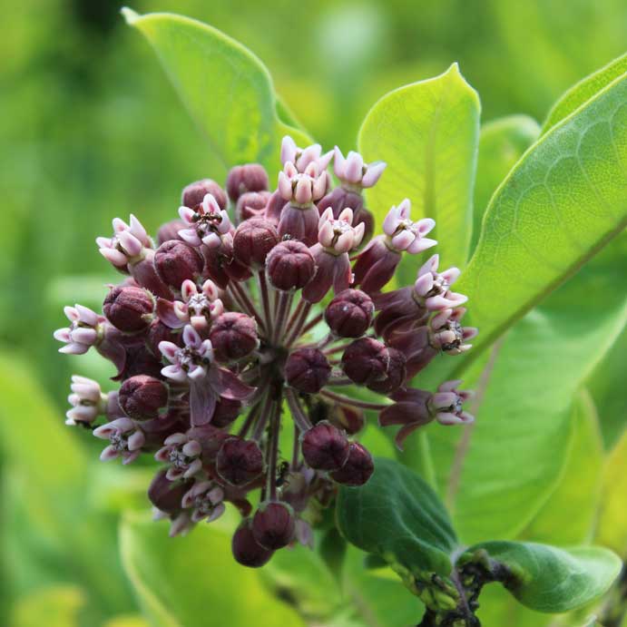 Common Milkweed