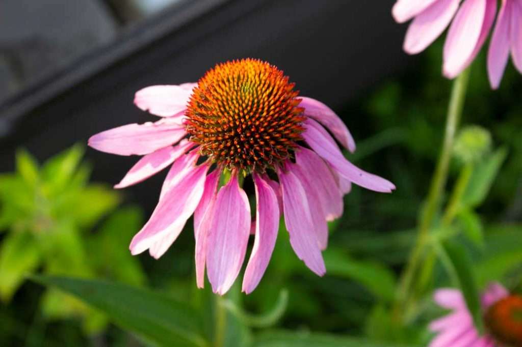 coneflower native flower to the midwest