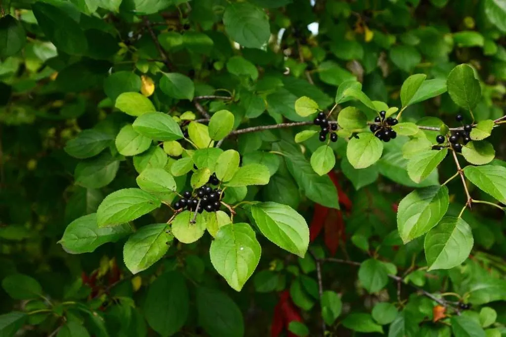 remove the buckthorn