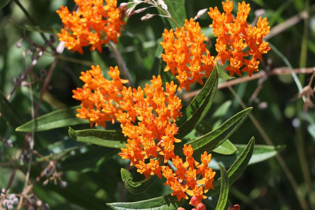 Butterfly Weed