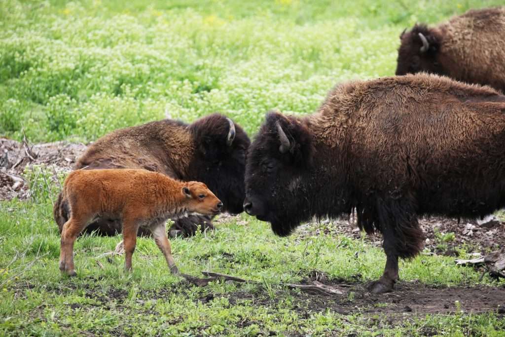 a herd of bison grazing on a vibrant green meadow
