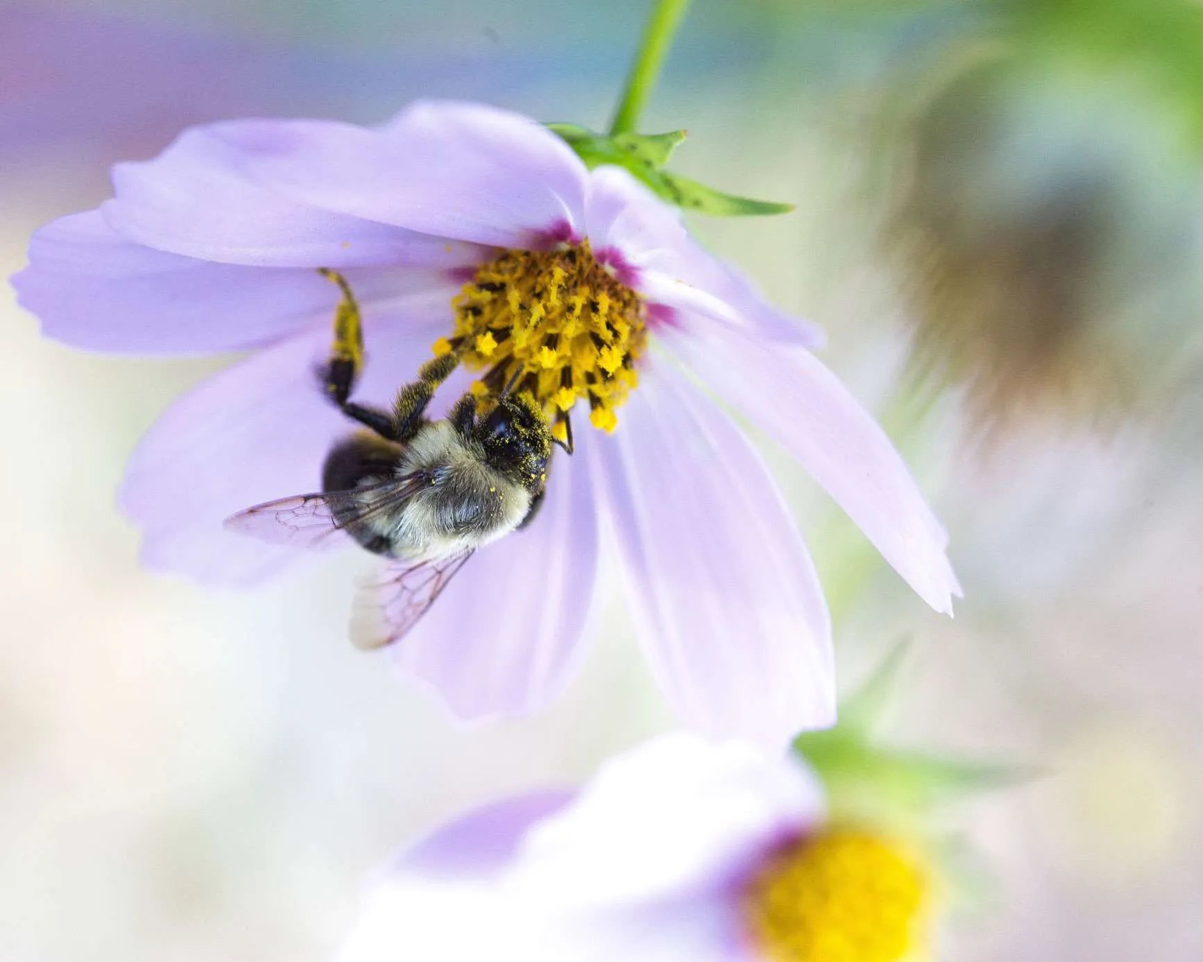 A bee rests atop a purple blossom.
