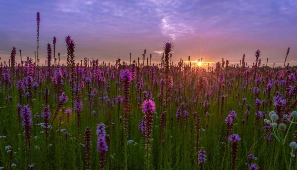 Sunset over purple flower field.