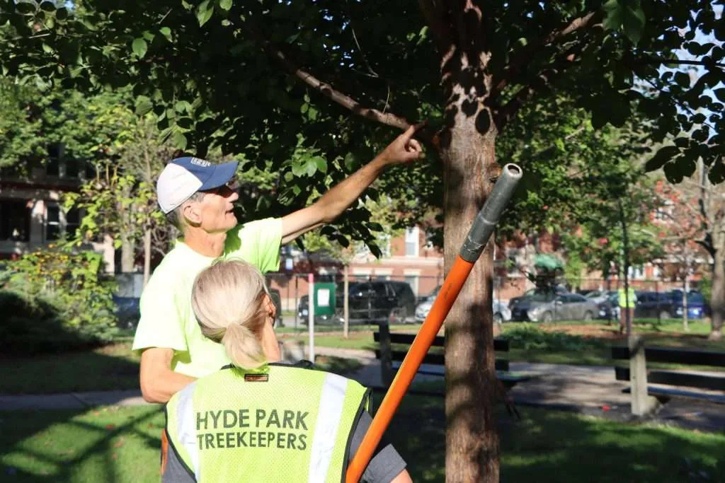 A man and woman collaborating on pruning a tree in a garden, using gardening tools and wearing protective gear.