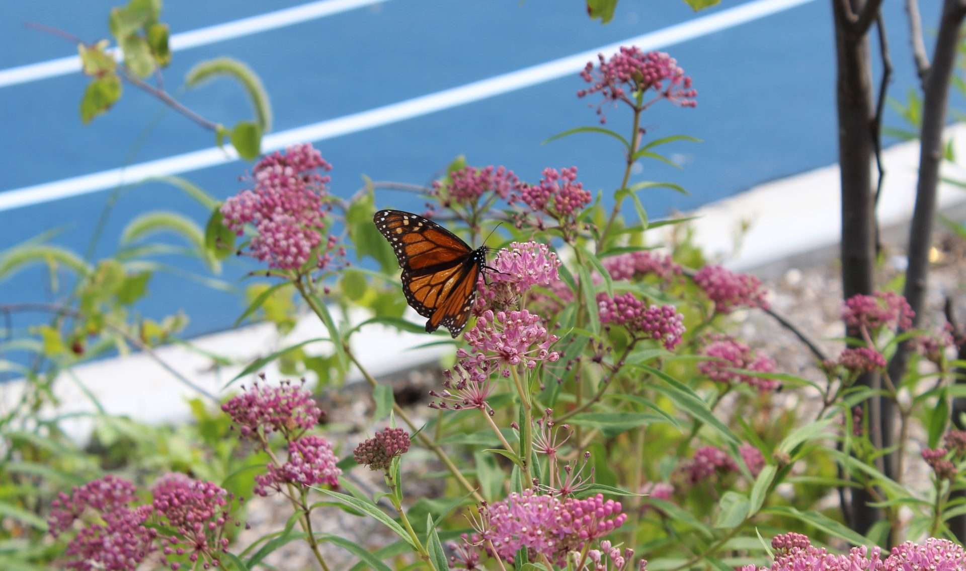 Monarchs