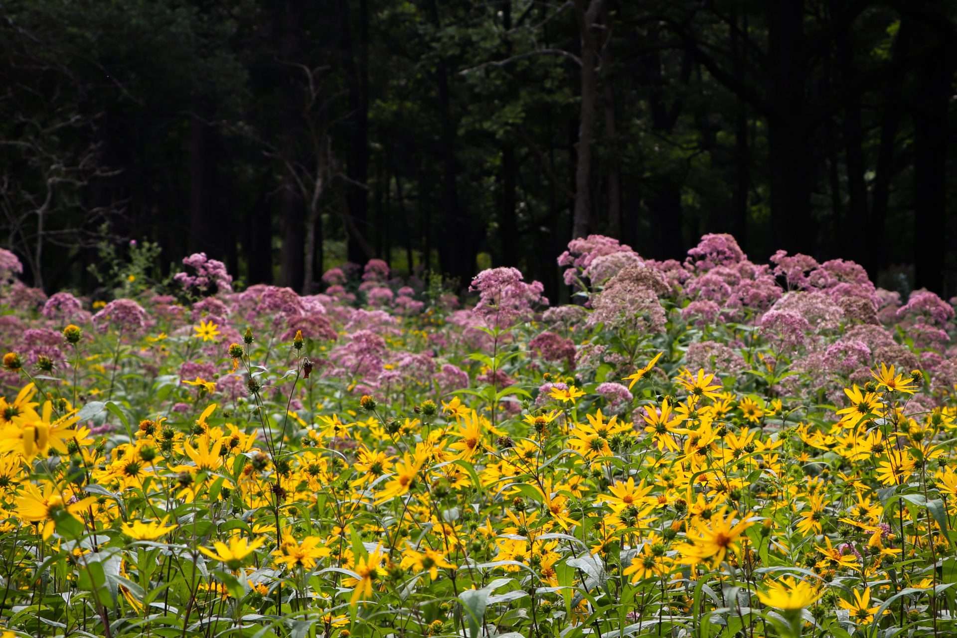 Somme Prairie