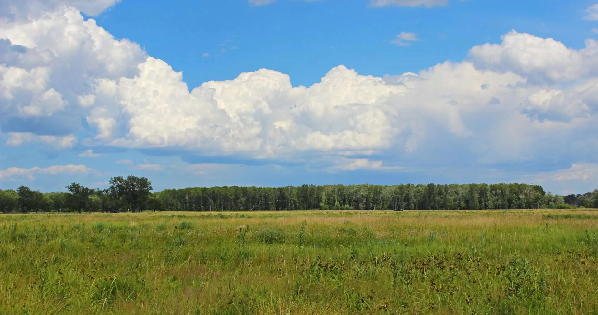 Bobolink Meadow