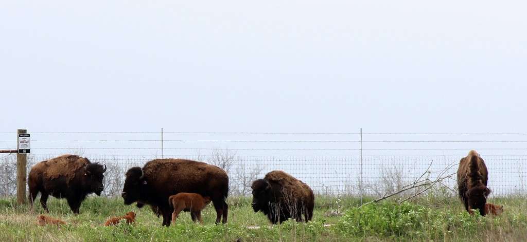 midewinbisoncalves-1024x471