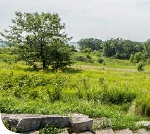 a grassy field with rocks and trees in the background