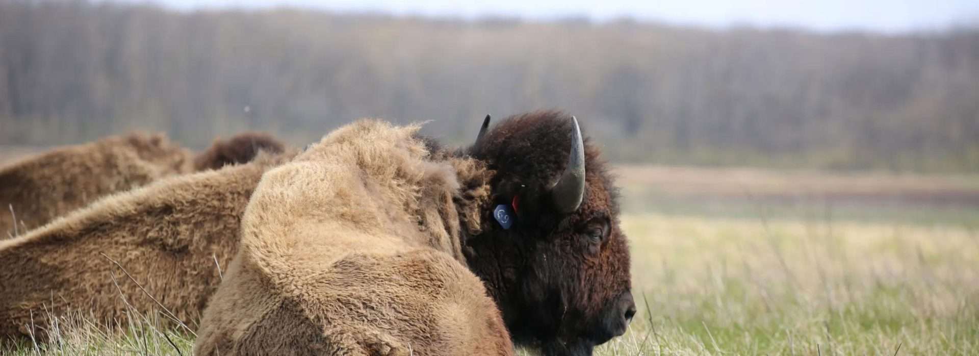 Bison lying in grassy field, wooded background, head has tagged ear.