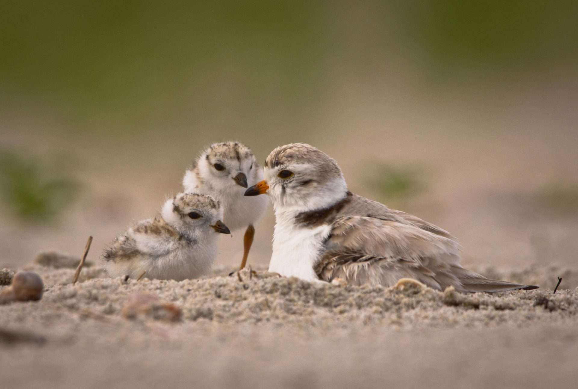 a flock of birds standing on a sandy beach