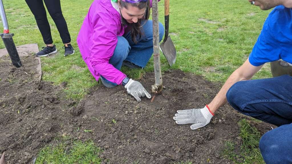 Tree planting in Chicago