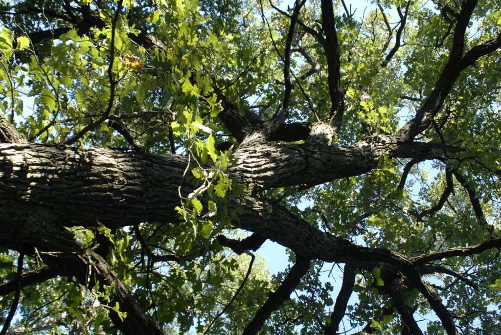a large tree with many green leaves