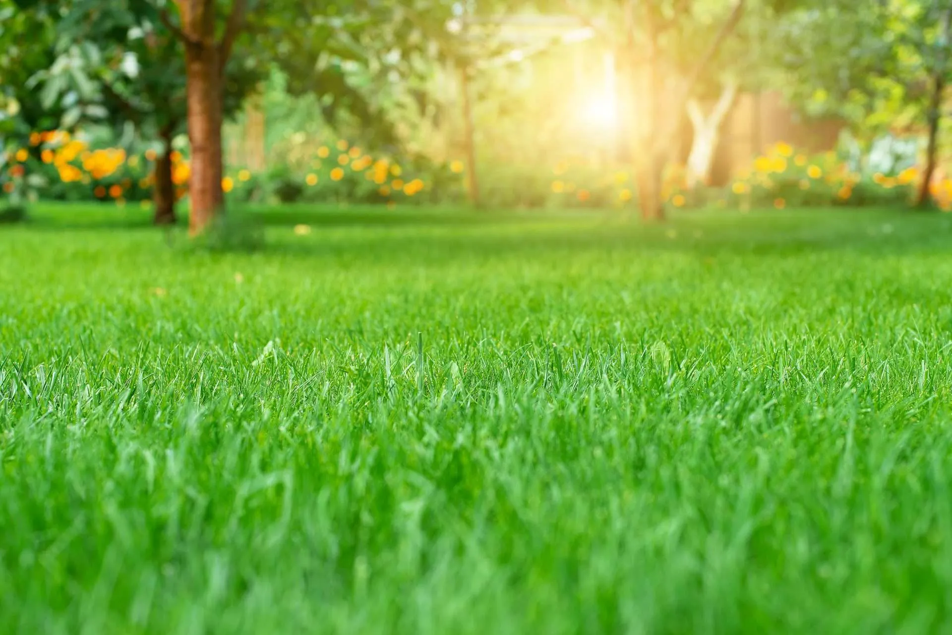 Lush sunlit lawn with trees and distant flowers in a garden setting