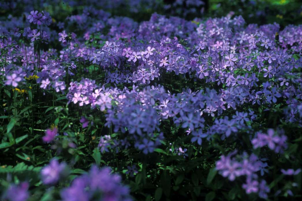 a bunch of purple flowers in the grass