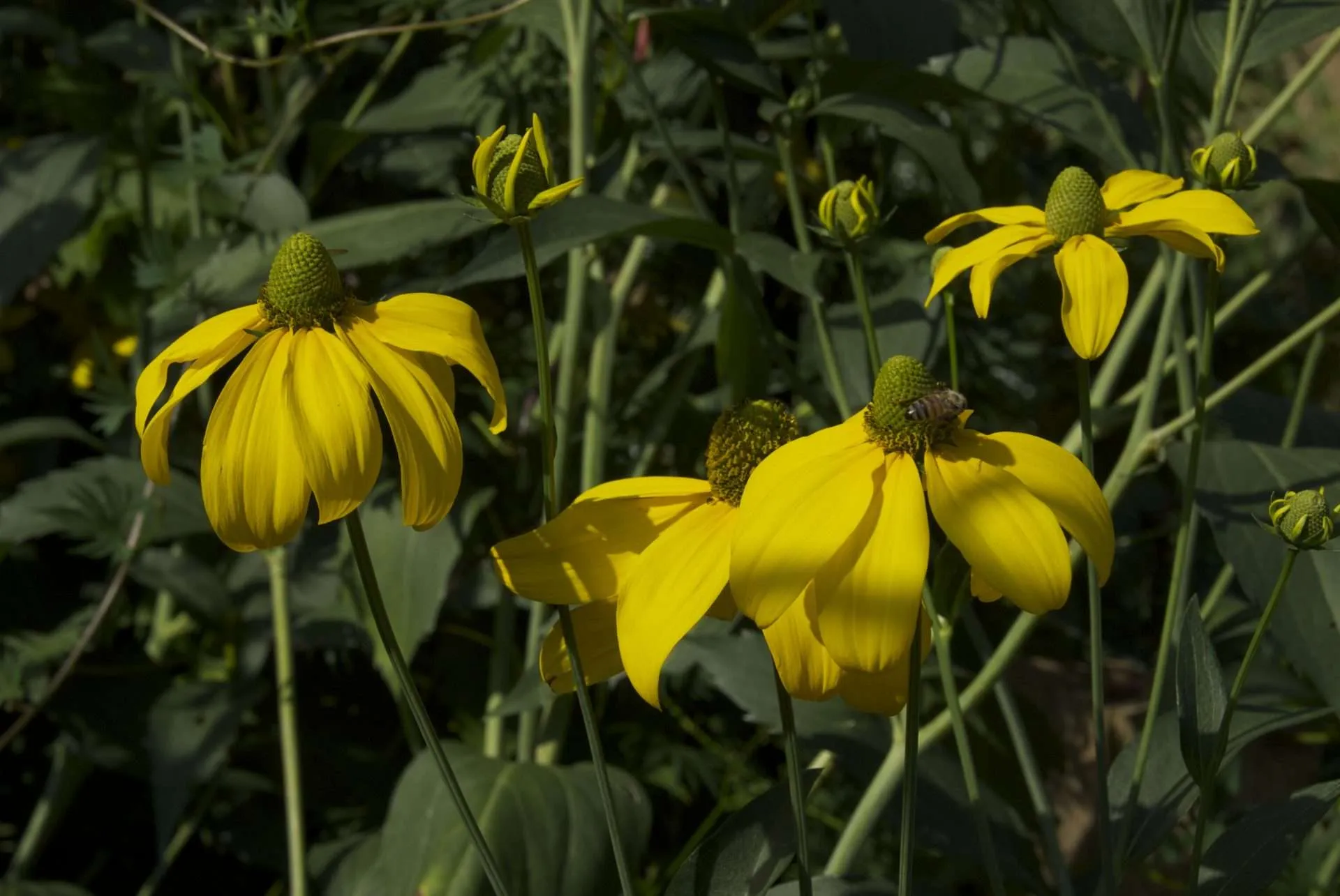 Cluster of blooming yellow flowers with cone centers and a bee on one, amid green leaves.
