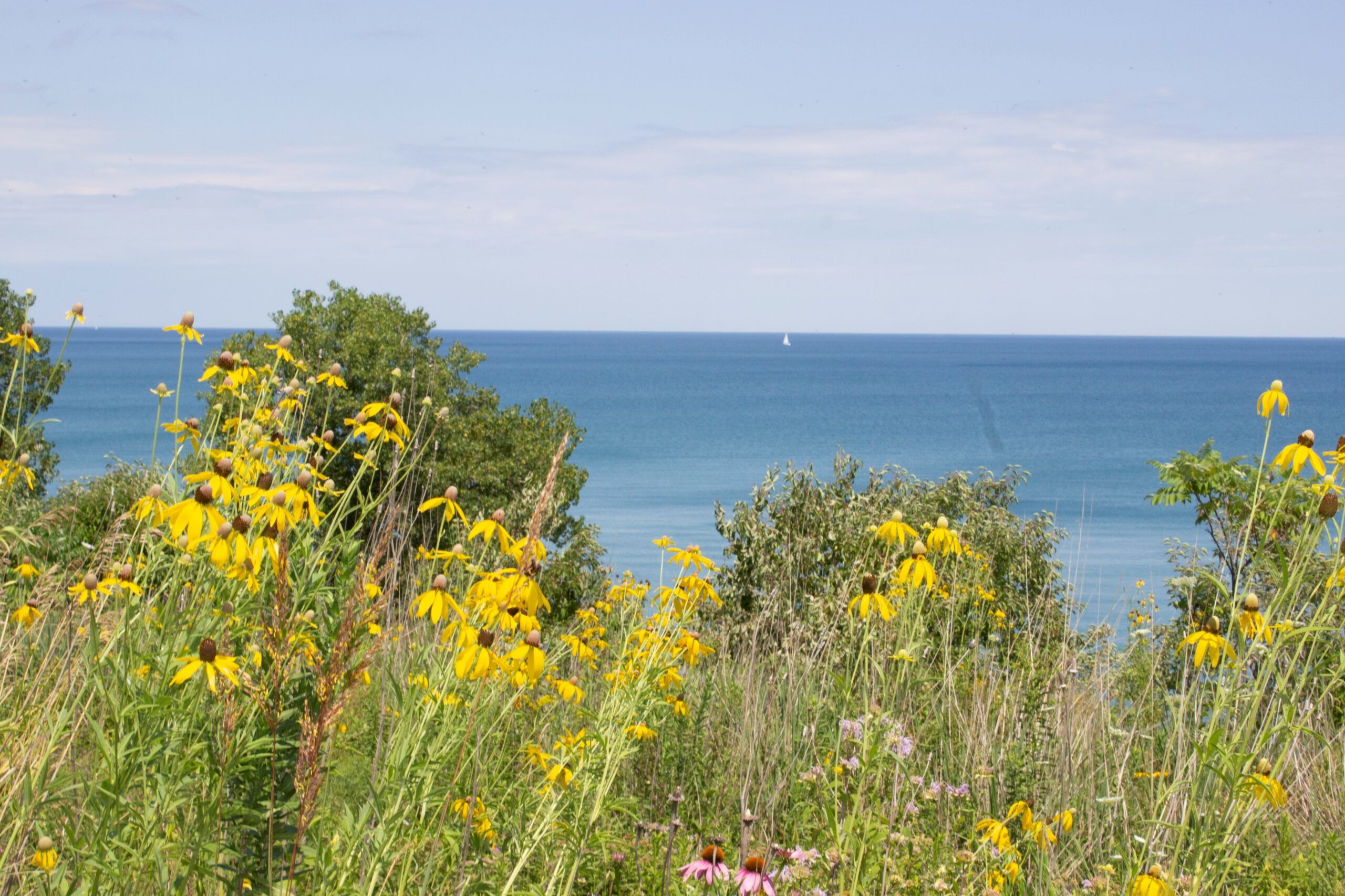 OLP Bluff Flowers