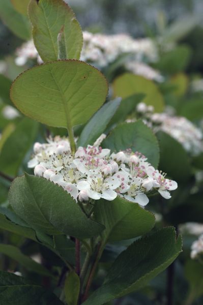 Black Chokeberry