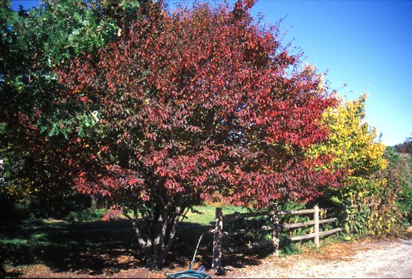 Musclewood