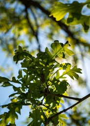 Bur Oak