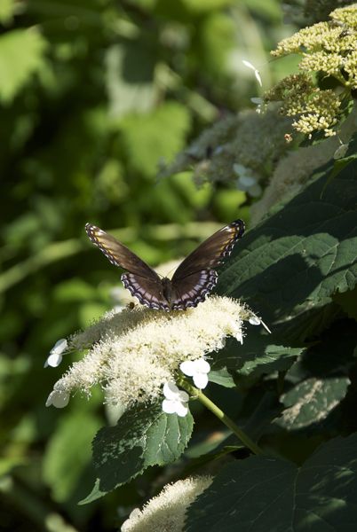 Smooth Hydrangea
