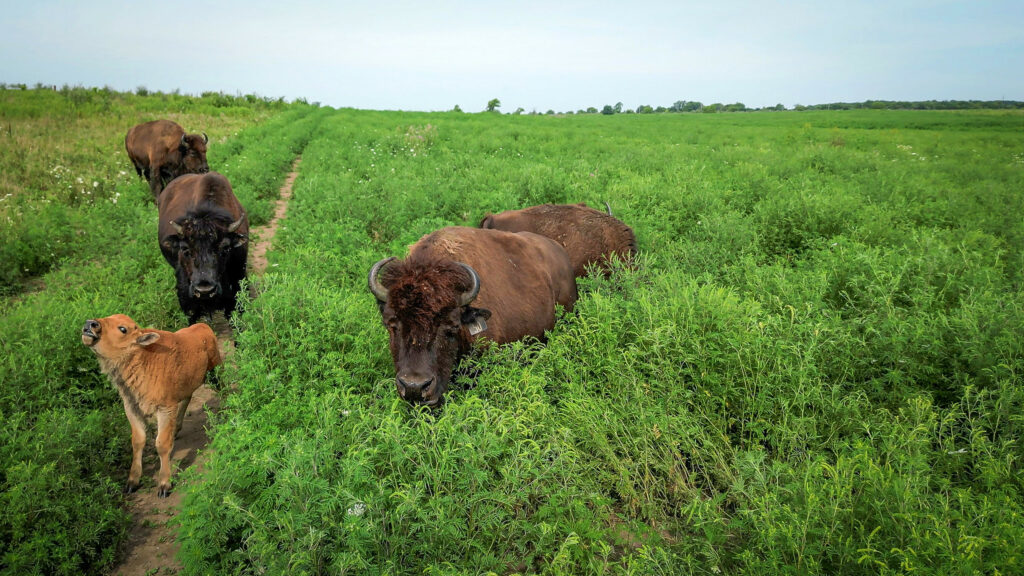 A herd of bisons at the Midewin National Tallgrass Prairie. Photo by Preston Keres, USDA Forest Service.