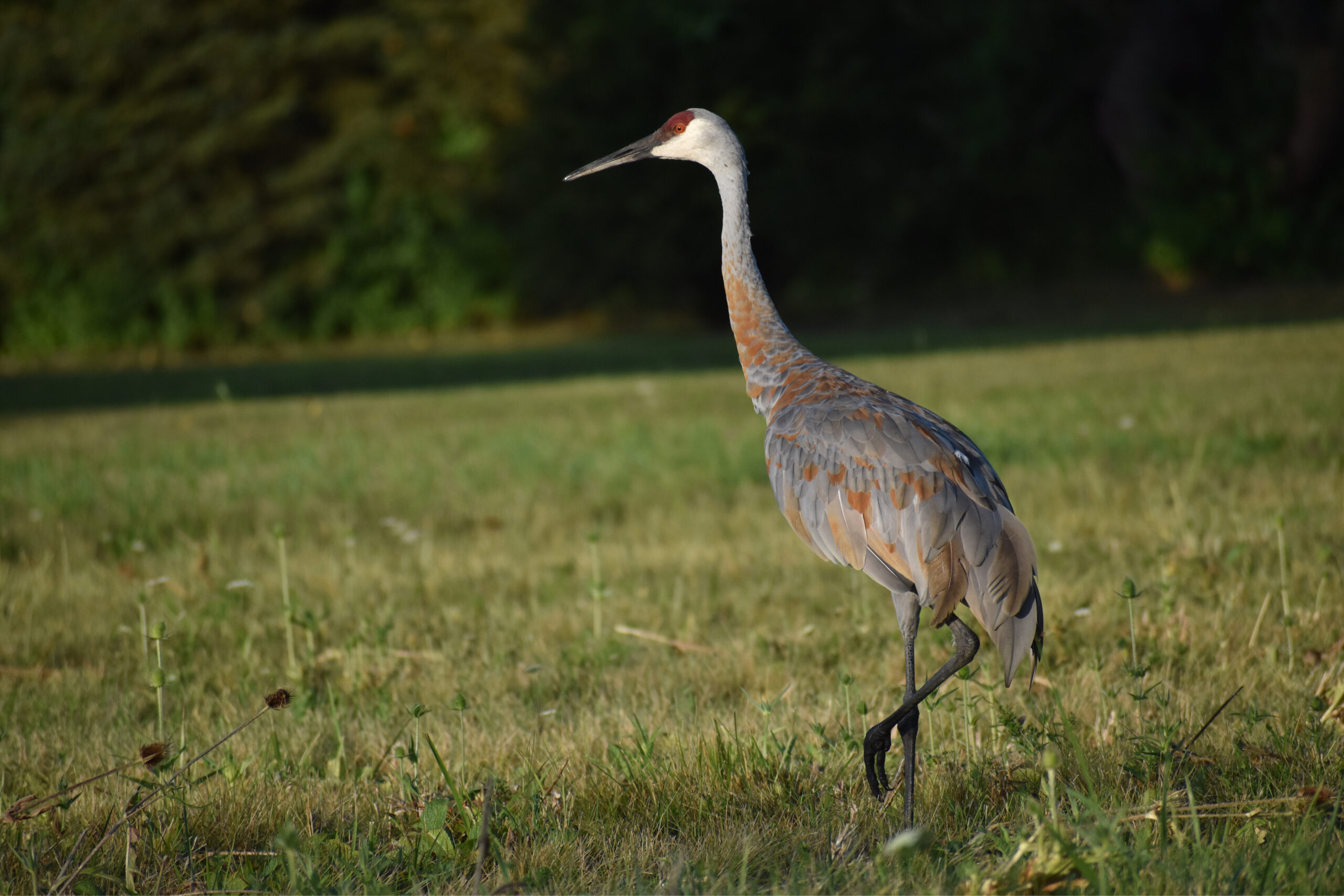 Advocating for Policy Solutions | Openlands