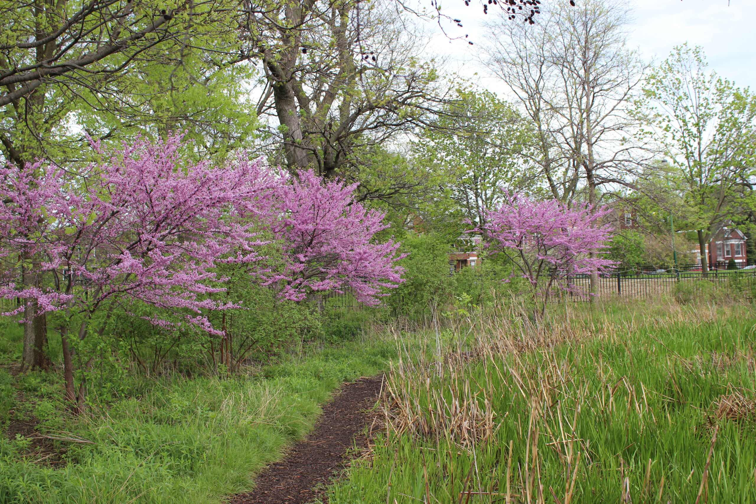 Chicago Wilderness and Biodiversity Plan Report