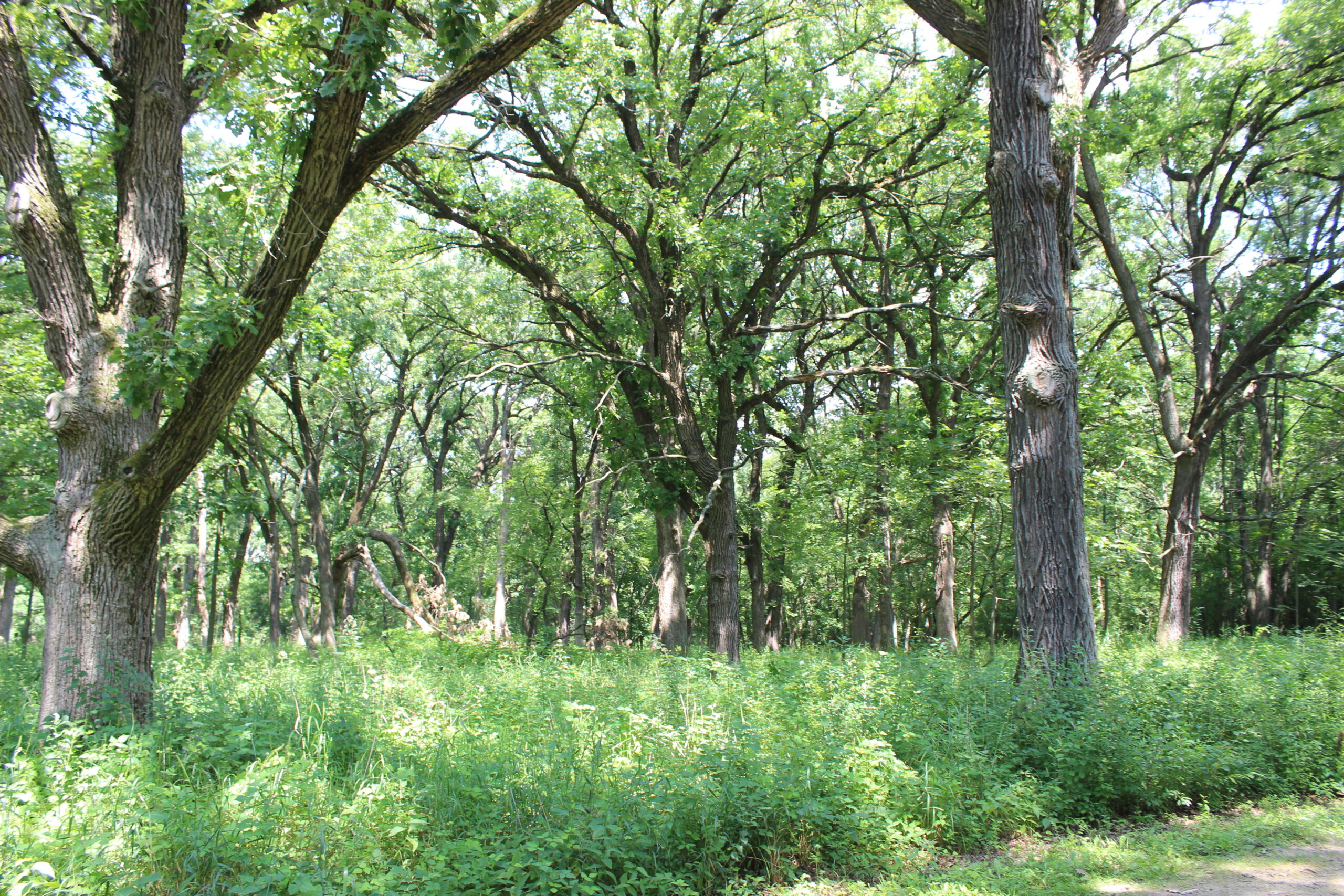 Illinois Forest Action Plan