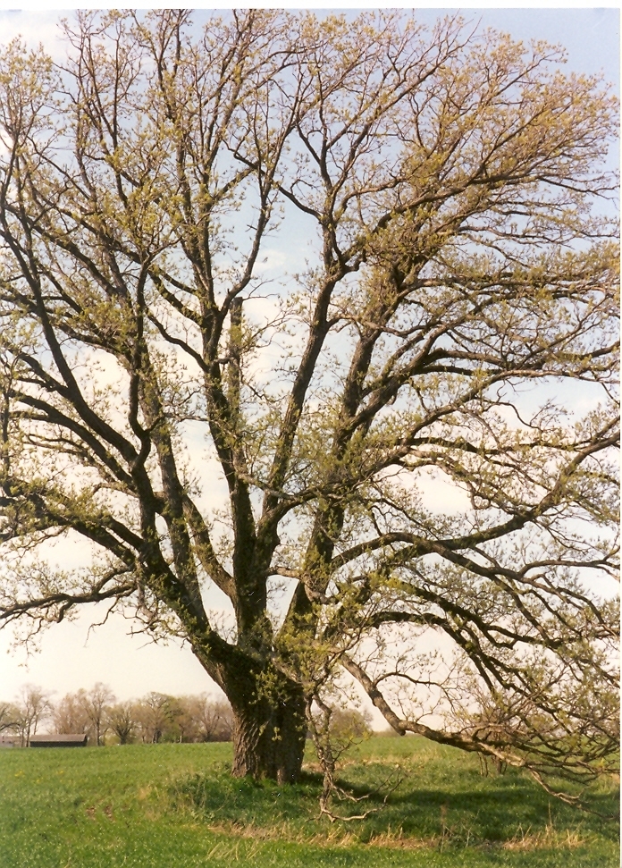 Chicago Region Trees Initiative master plan 2050