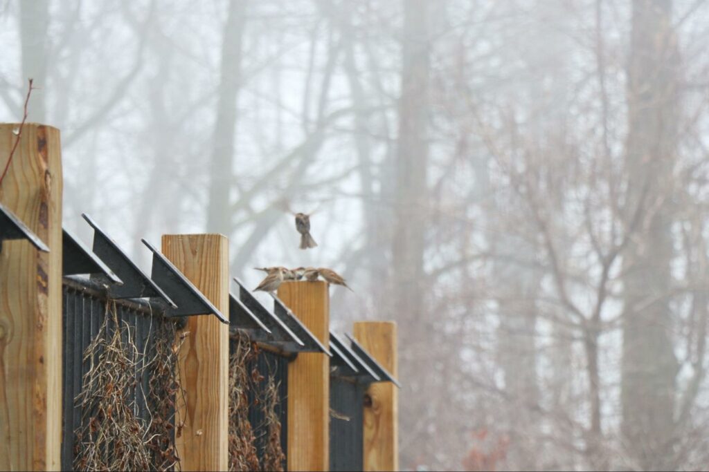 Bill Jarvis Bird Migratory Sanctuary