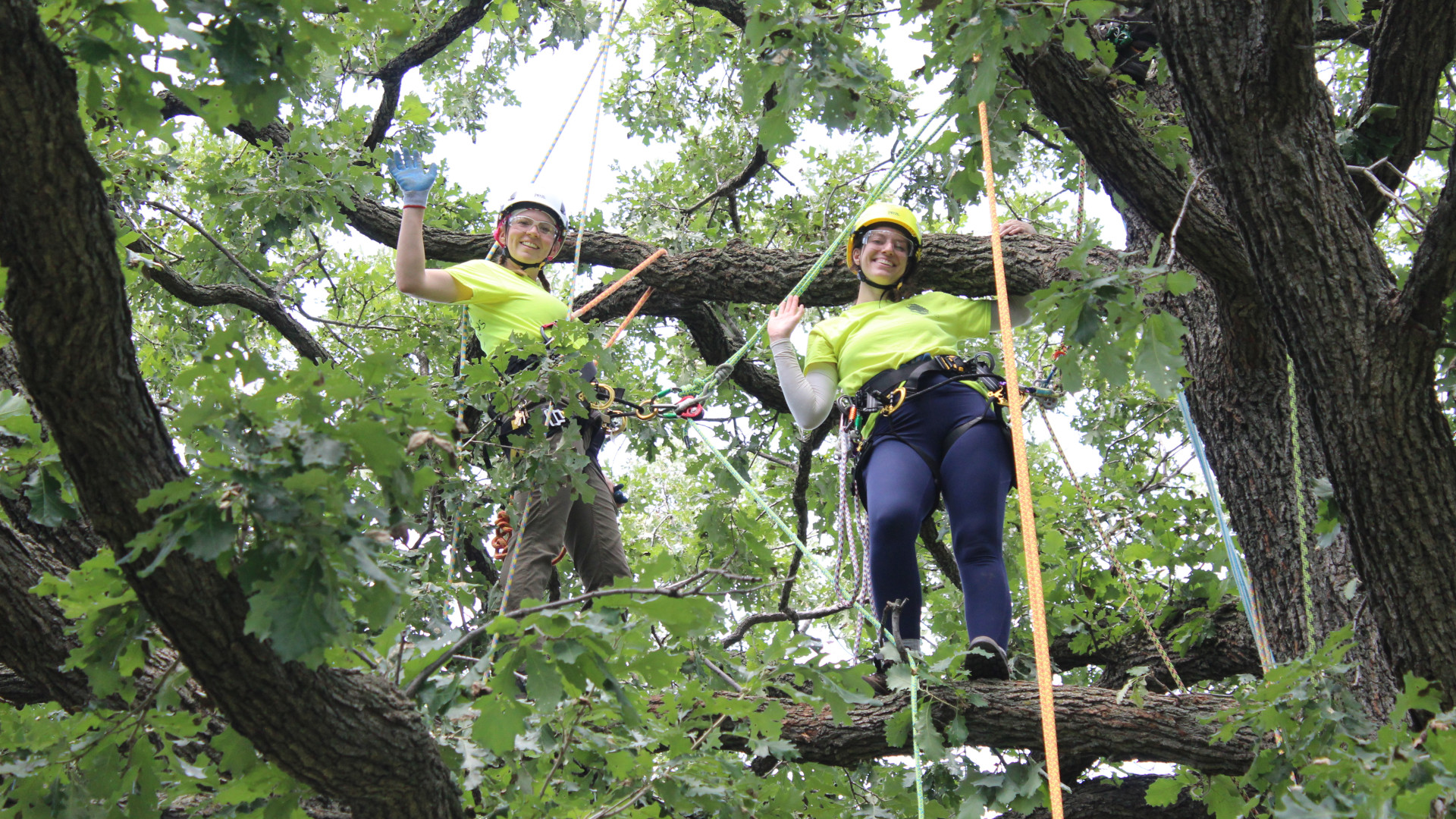 Openlands female arborists in trees