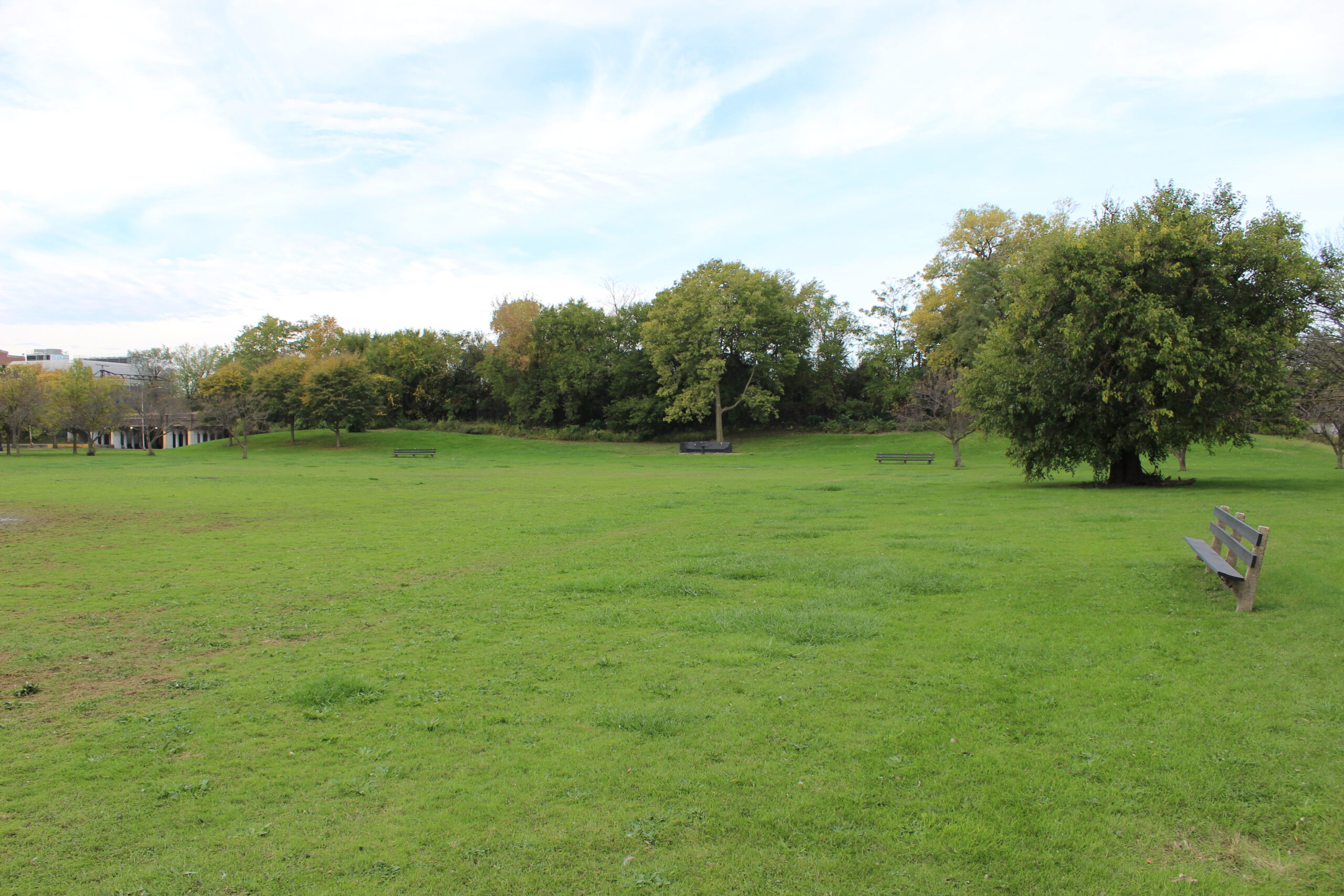 Open field with a chain of trees