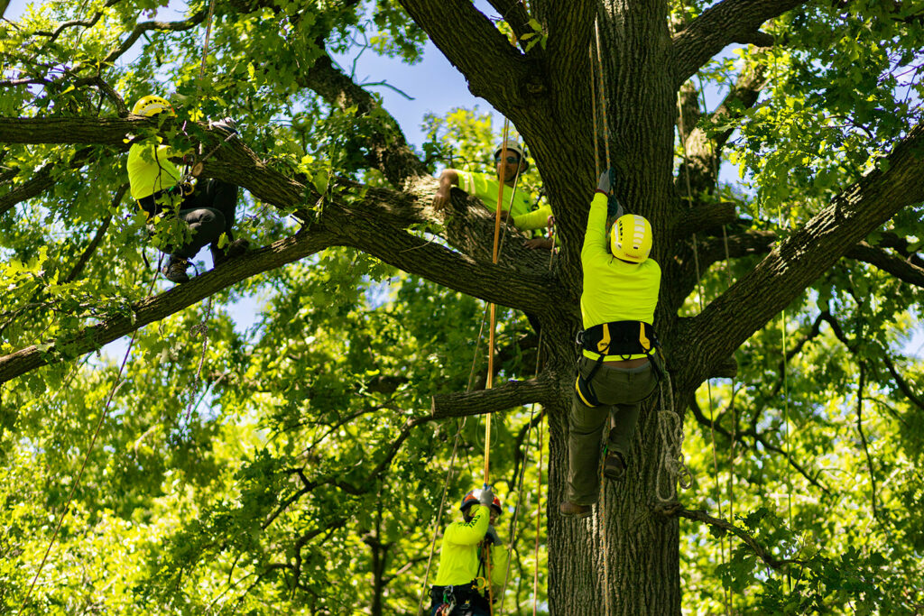 Tree workers in safety gear climbing and working on branches with ropes in a green leafy environment.