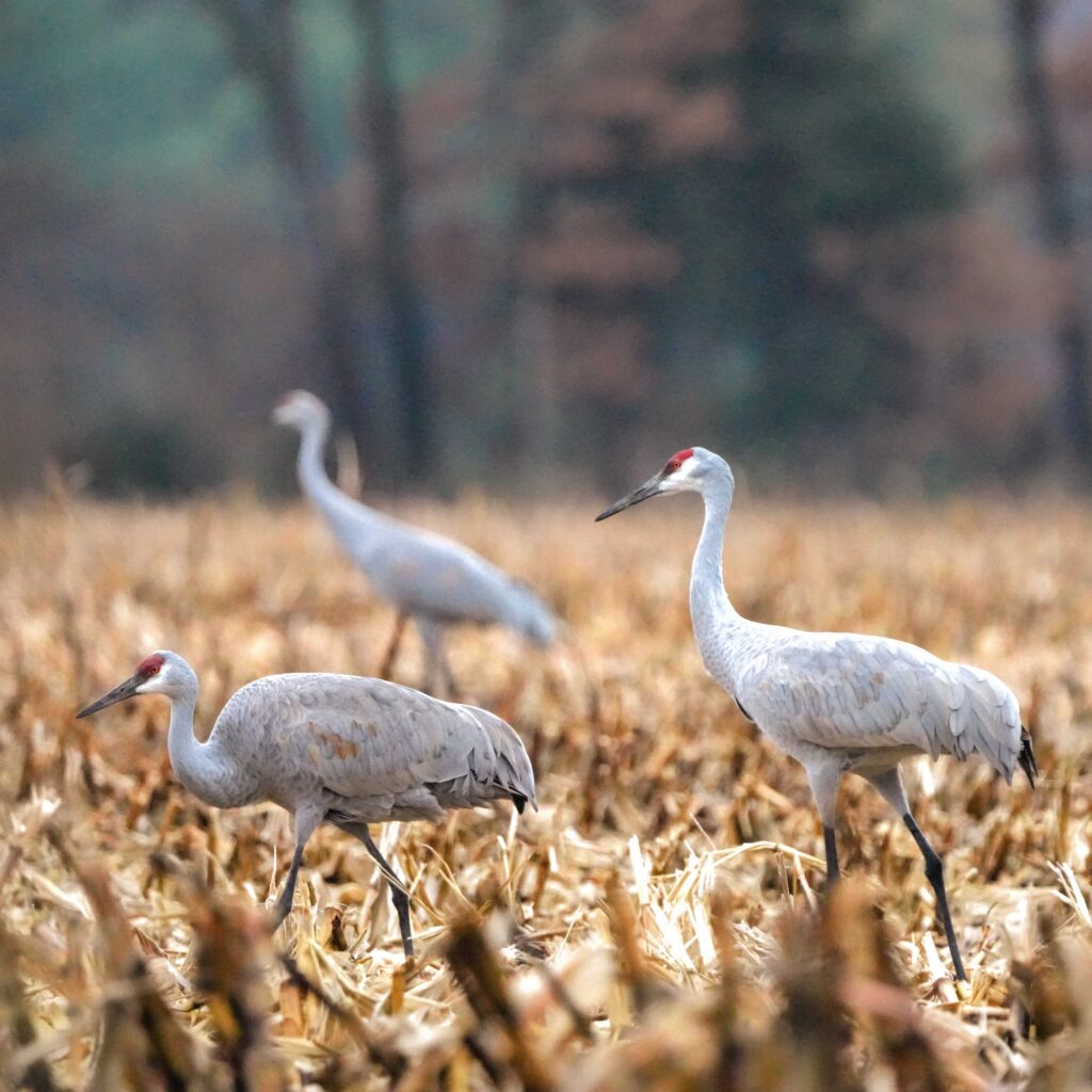 Sandhill Cranes