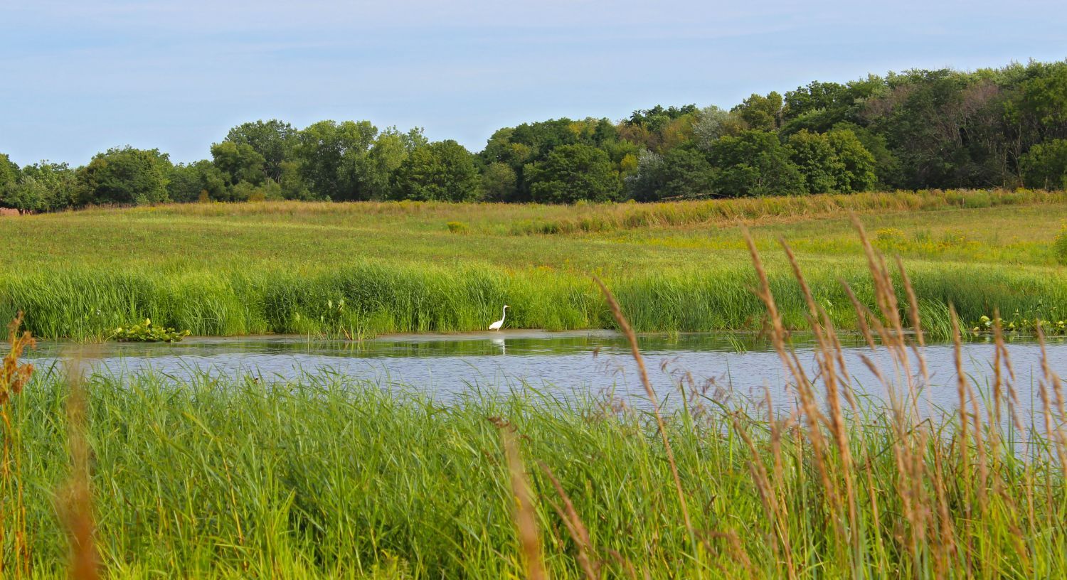 An Illinois Wetland