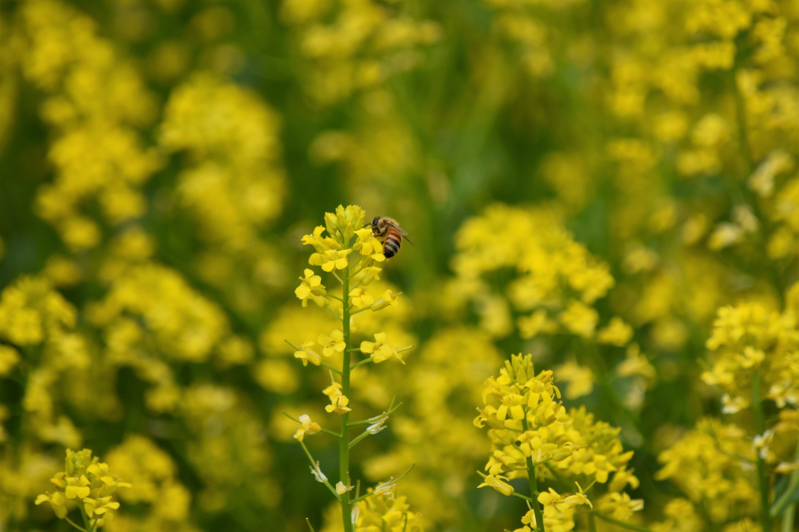 A bee perched on a vibrant yellow flower, collecting nectar in a sunny garden setting.