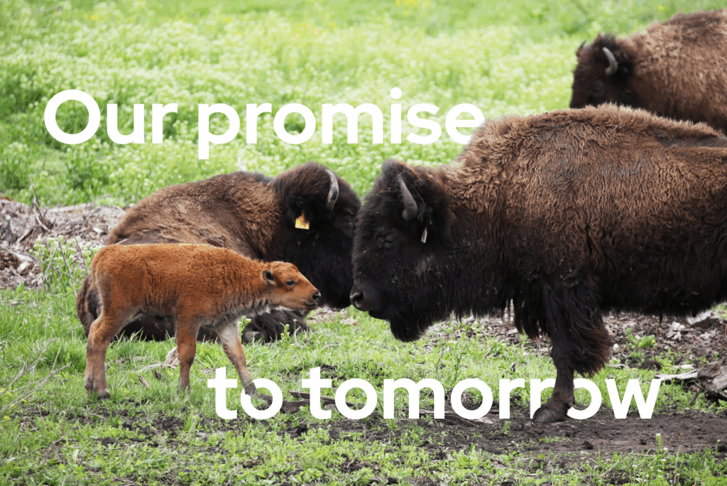 Support Openlands This Giving Season