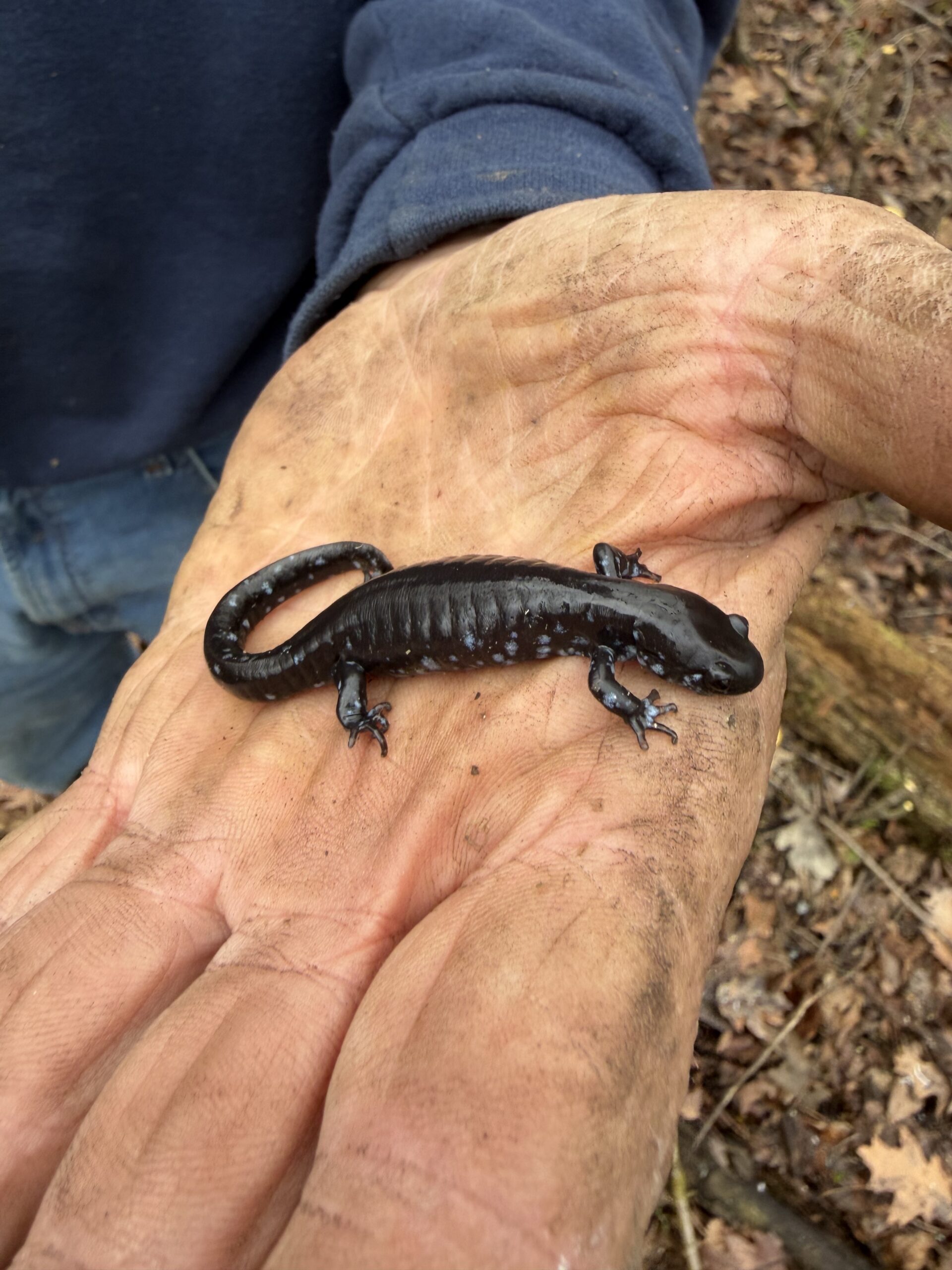 Black salamander with blue spots on the side being held in palm of hand