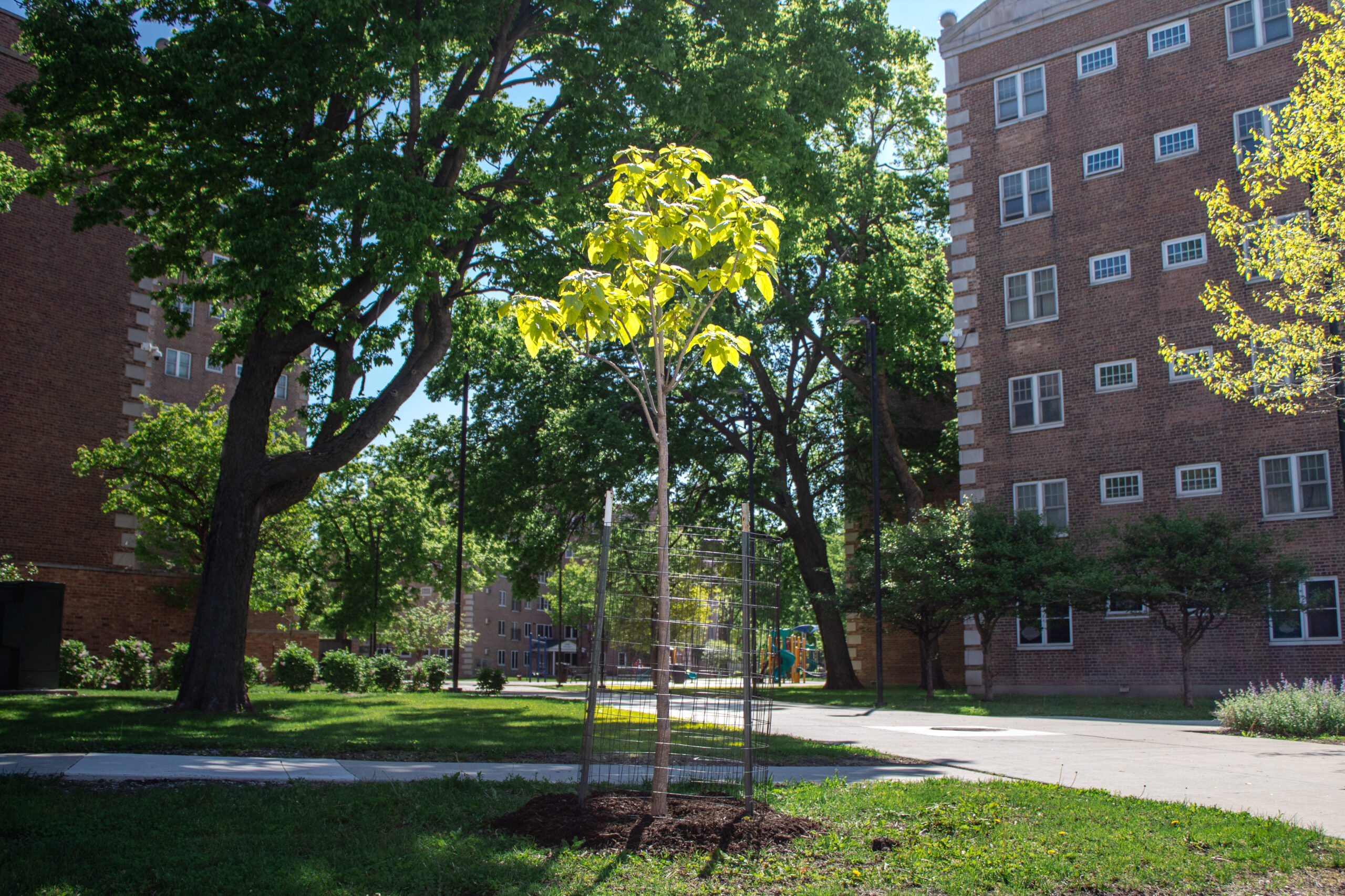 Small tree encircled by protective fencing and mulch at base.