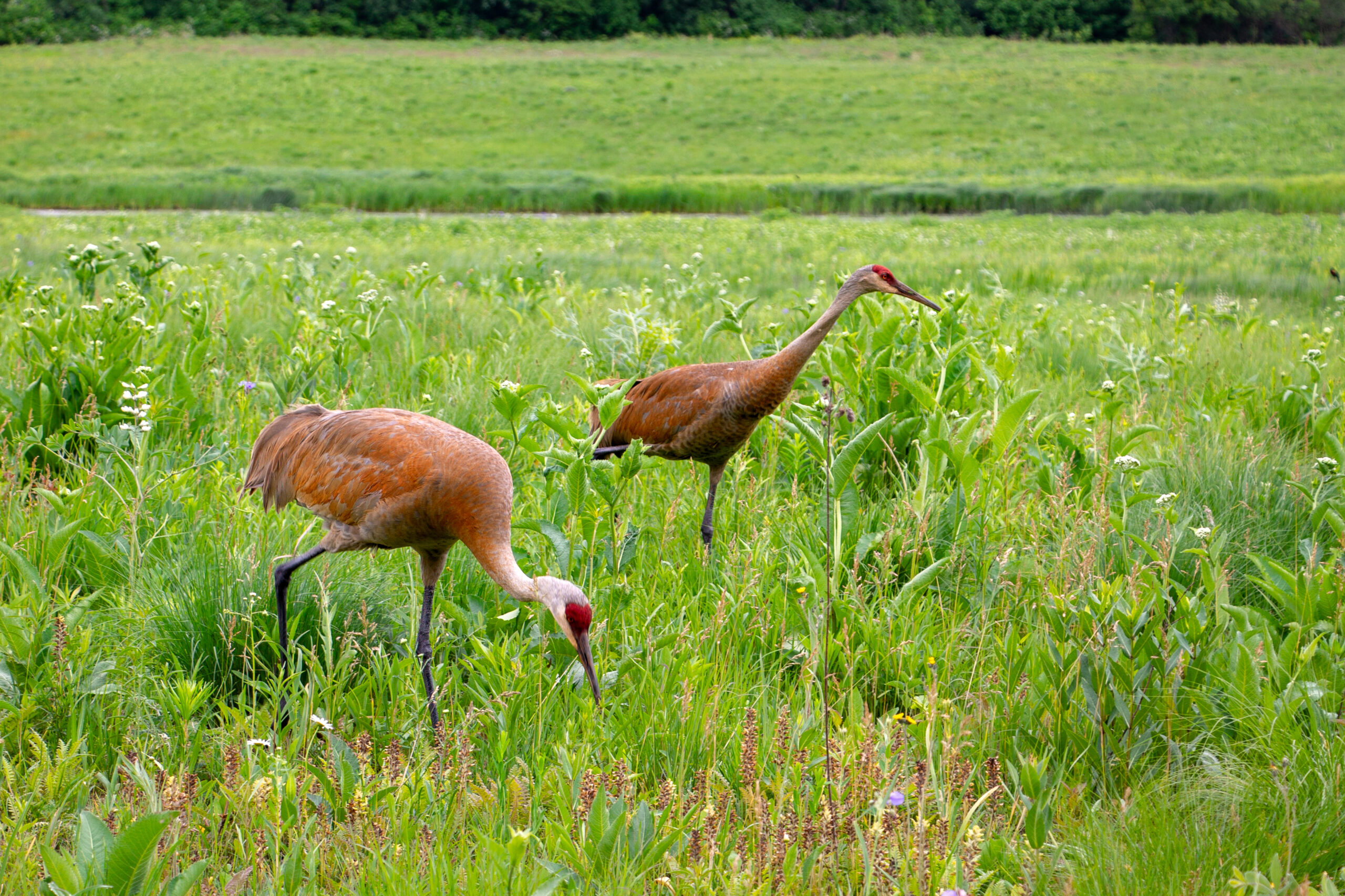 Two sandhill cranes, large brown and grey birds with a long neck and red crown, in a park