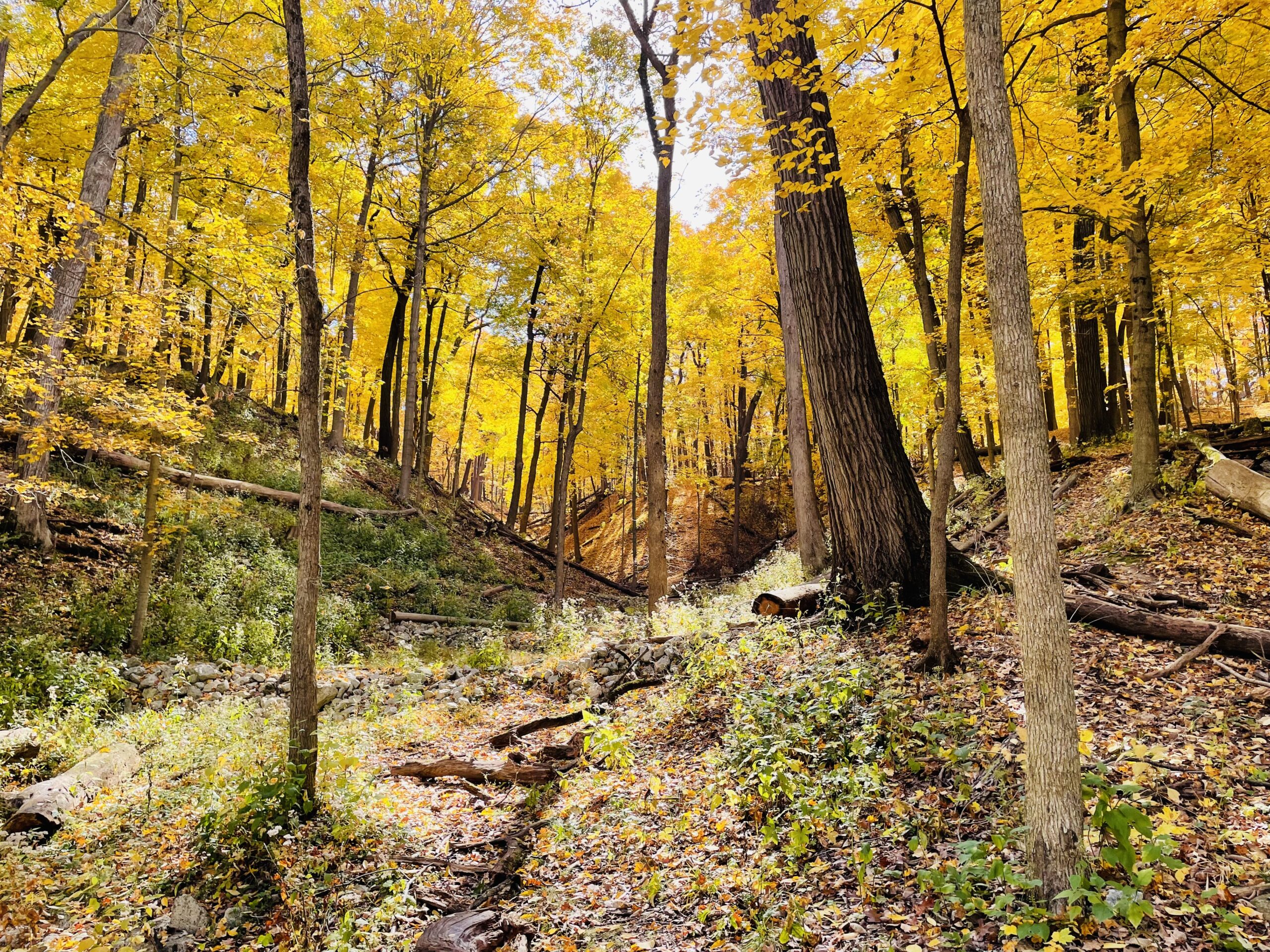 Trees in ravine during fall with yellow leaves