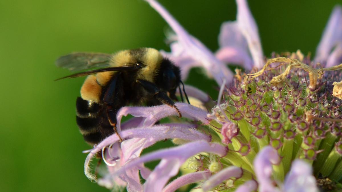 Black and yellow bumble bee on light purple flower
