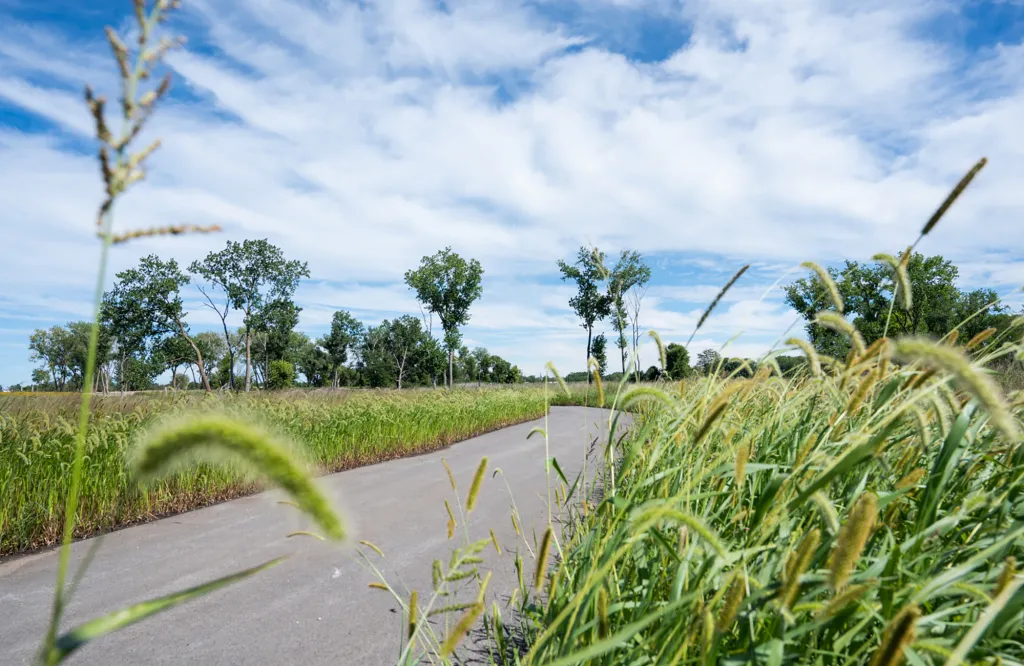 Paved asphalt path with tall grass on both sides