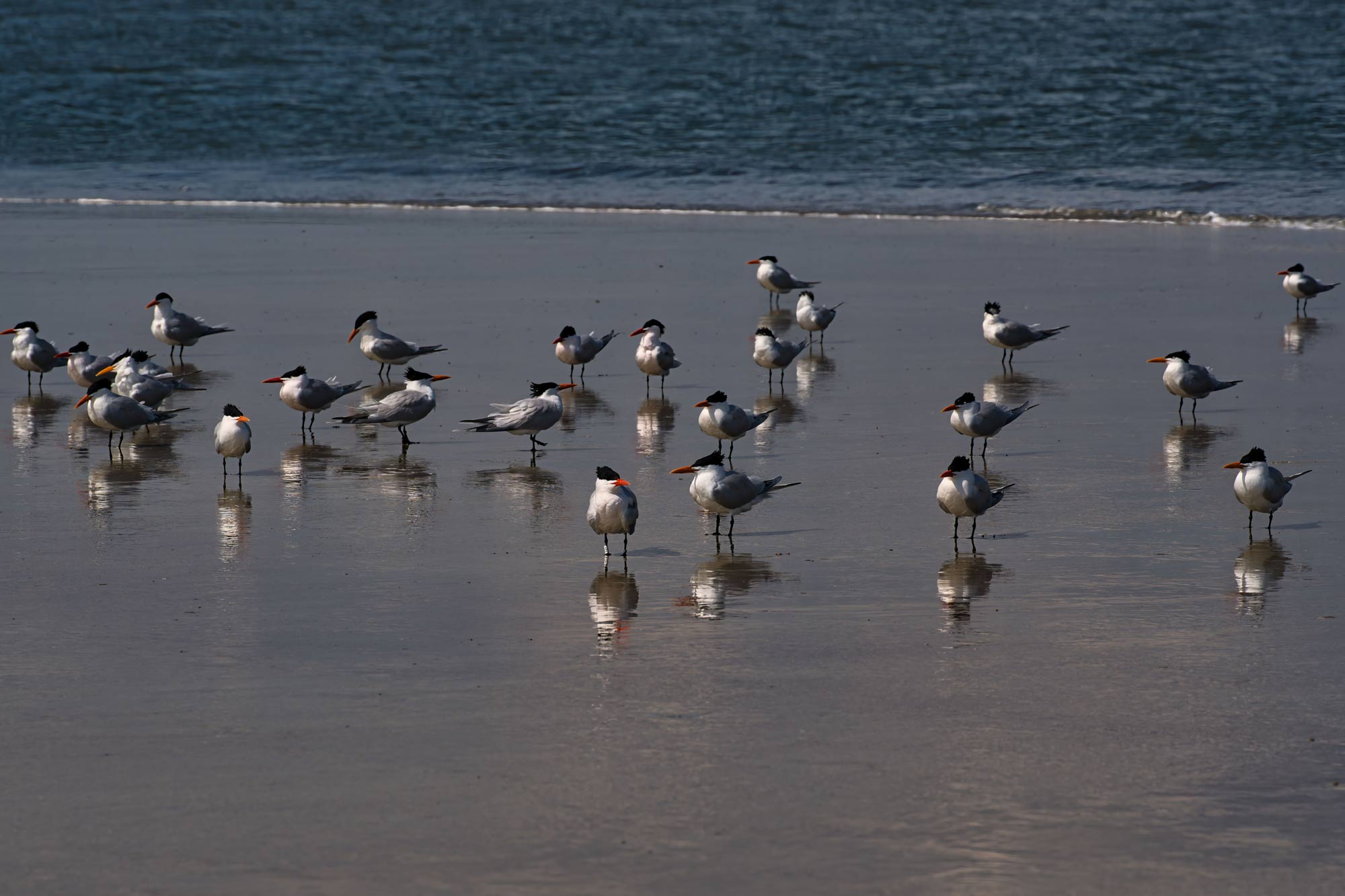 caspian terns on a sandy beach
