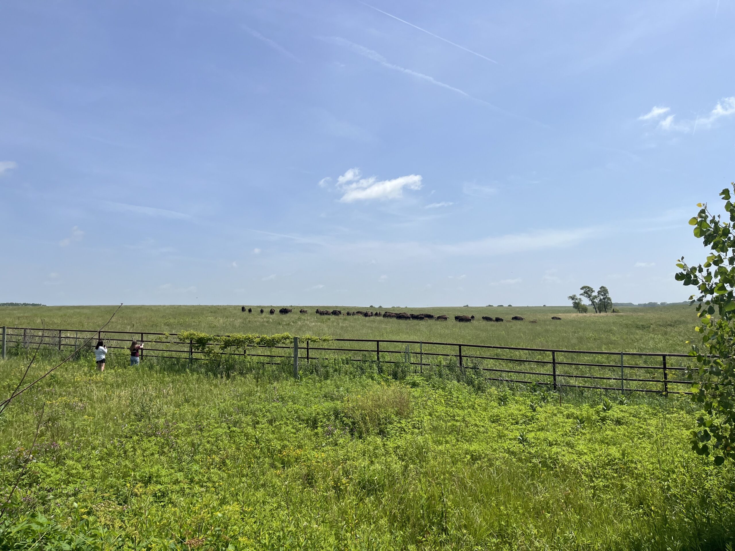 Green prairie with fence running through the middle and bison visible faintly in the distance.