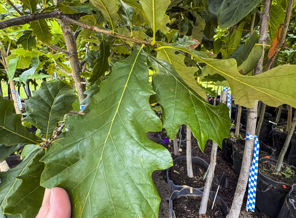 Human hand holding green oak tree leaf for close up photo