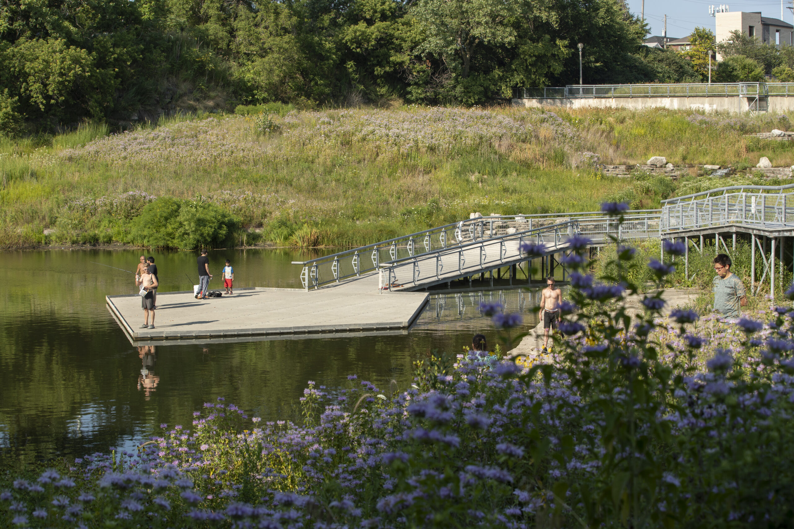 An urban park with a pond features a metal boardwalk over still water, visitors strolling, purple wildflowers in the foreground, and green grasses beyond.
